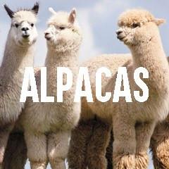 Alpaca Themed Animal Jewelry and Products