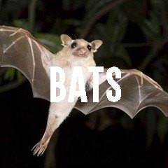 Bat Themed Realistic Animal Jewelry