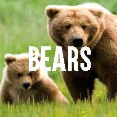 Bear Themed Animal Jewelry and Products