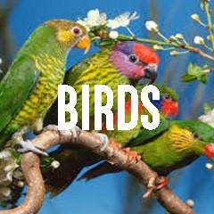 Bird Themed Animal Jewelry and Products