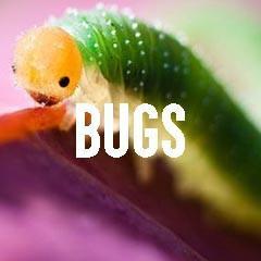 Insect and Bugs Themed Animal Jewelry and Products