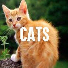 Cat Inspired Jewelry and Products