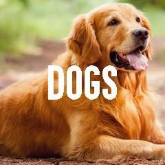 Dog Inspired Animal Jewelry and Products