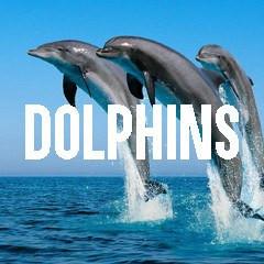 Dolphin Themed Animal Jewelry and Products