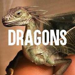 Dragon Themed Animal Jewelry and Products
