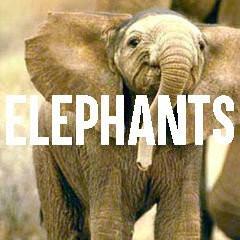 Elephant Themed Animal Jewelry and Products