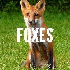 Fox Themed Animal Jewelry and Products