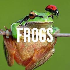 Frog Themed Animal Jewelry and Products