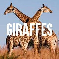 Giraffe Themed Animal Jewelry and Products