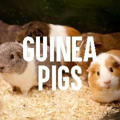 Guinea Pig Inspired Animal Jewelry and Products