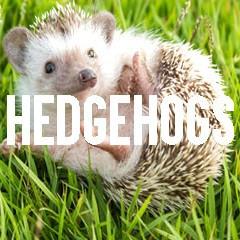 Hedgehog Themed Animal Jewelry and Products