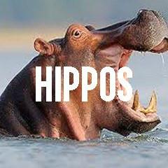 Hippo Themed Animal Jewelry and Products