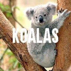 Koala Bear Inspired Animal Jewelry and Products