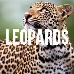 Leopard Themed Animal Jewelry and Products