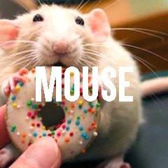 Mouse Themed Animal Jewelry and Products