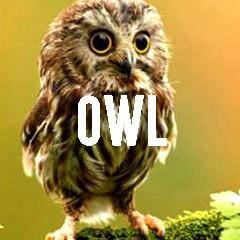 Owl Themed Animal Jewelry and Products