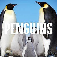 Penguin Inspired Animal Jewelry and Products