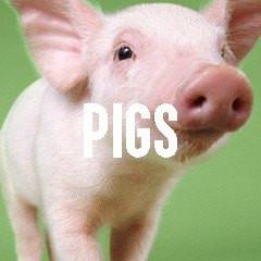Pig Piglet Themed Animal Jewelry and Products