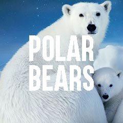 Polar Bears Inspired Animal Jewelry and Products