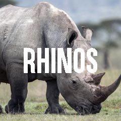 Rhinoceros Rhino Inspired Jewelry and Products