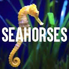 Seahorse Inspired Marine Life Jewelry and Products