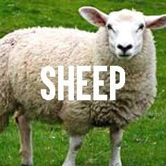 Sheep Inspired Animal Jewelry and Products