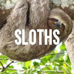 Sloth Inspired Animal Jewelry and Products