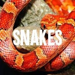 Snakes Inspired Animal Jewelry and Products