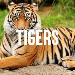 Tiger Themed Realistic Animal Jewelry and Products