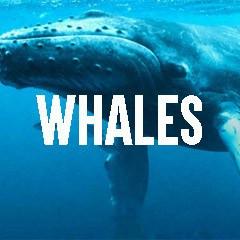 Whale Themed Animal Jewelry and Products
