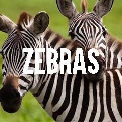 Zebra Themed Animal Jewelry and Products