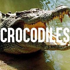 Alligator Crocodile Themed Animal Jewelry and Products