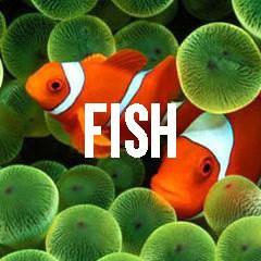 Fish Themed Animal Jewelry and Products