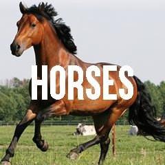 Horses and Ponies Inspired Jewelry and Products