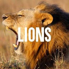 Lion Themed Animal Jewelry and Products