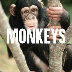 Monkey Themed Animal Jewelry and Products