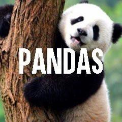 Panda Bear Themed Animal Jewelry and Products