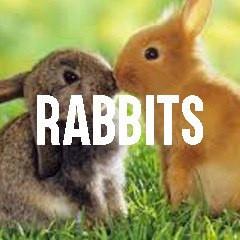 Bunny Rabbit Themed Animal Jewelry and Products