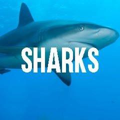Shark Themed Marine Sea Life Jewelry and Products