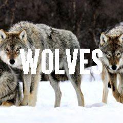 Wolf Wolves Inspired Animal Jewelry and Products